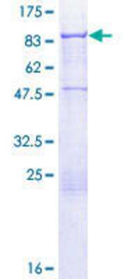 Other Recombinant Human ACBD3 GST (N-Term) Protein