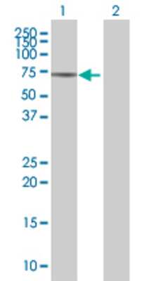 Lane 1: RBM15 transfected lysate (60.8 KDa) Lane 2: Non-transfected lysate.