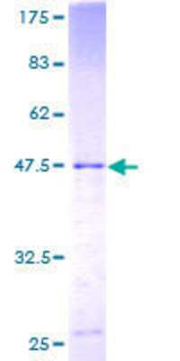 Other Recombinant Human PSF3 GST (N-Term) Protein