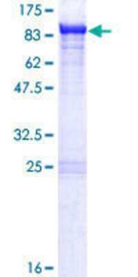 Other Recombinant Human KLC2 GST (N-Term) Protein