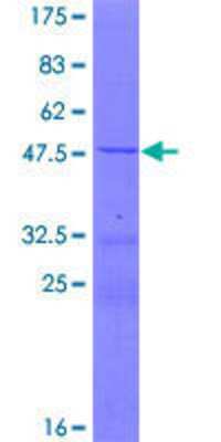 SDS-Page: Recombinant Human MRPS11 Protein [H00064963-P01] - 12.5% SDS-PAGE Stained with Coomassie Blue.