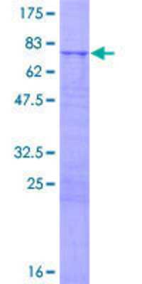 Other Recombinant Human MRPS5 GST (N-Term) Protein