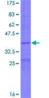 Other Recombinant Human MRPL34 GST (N-Term) Protein