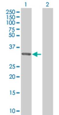 Lane 1: MRPL1 transfected lysate (33.44 KDa) Lane 2: Non-transfected lysate.