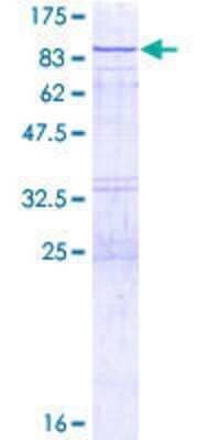 SDS-Page: Recombinant Human VPS33A Protein [H00065082-P01] - 12.5% SDS-PAGE Stained with Coomassie Blue.