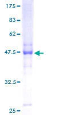 Other Recombinant Human NOL6 GST (N-Term) Protein