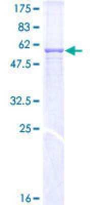 SDS-Page: Recombinant Human MPPE1 Protein [H00065258-P01] - 12.5% SDS-PAGE Stained with Coomassie Blue.