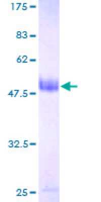 Other Recombinant Human SELRC1 GST (N-Term) Protein