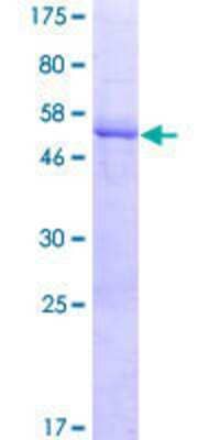 Other Recombinant Human LRRC61 GST (N-Term) Protein