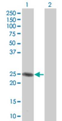 Lane 1: C19orf43 transfected lysate (19.36 KDa) Lane 2: Non-transfected lysate.