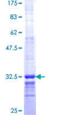 SDS-Page: Recombinant Human ALG12 Protein [H00079087-Q01] - 12.5% SDS-PAGE Stained with Coomassie Blue.