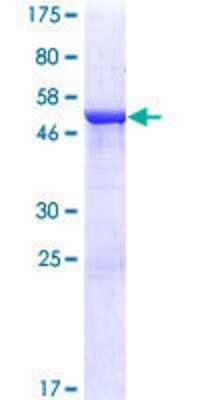 Other Recombinant Human CCDC28B GST (N-Term) Protein