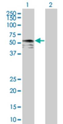 Lane 1: IRX6 transfected lysate (48.2 KDa) Lane 2: Non-transfected lysate.