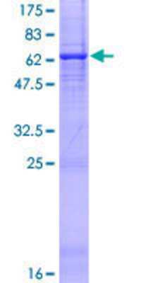 Other Recombinant Human OGFOD3 GST (N-Term) Protein