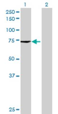 Lane 1: MCTP1 transfected lysate (66.11 KDa) Lane 2: Non-transfected lysate.