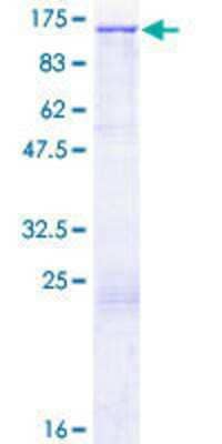 Other Recombinant Human MMRN2 GST (N-Term) Protein