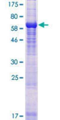 Other Recombinant Human TUBAL3 GST (N-Term) Protein