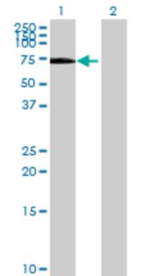 Lane 1: RABEP2 transfected lysate (58.74 KDa) Lane 2: Non-transfected lysate.