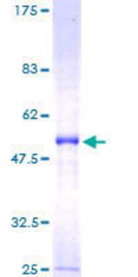 Other Recombinant Human PLBD1 GST (N-Term) Protein
