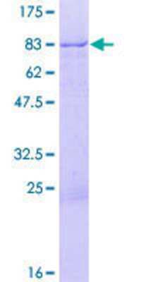 Other Recombinant Human ZNF671 GST (N-Term) Protein