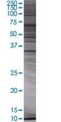 DOK3 transfected lysate.