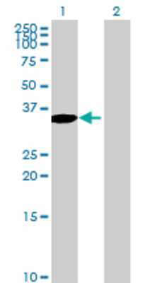 Lane 1: DOK3 transfected lysate (36.41 KDa) Lane 2: Non-transfected lysate.