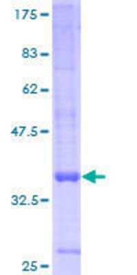 SDS-PAGE Recombinant Human GPR157 GST (N-Term) Protein
