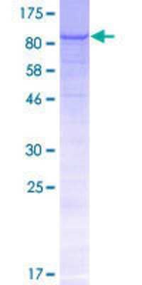 SDS-Page: Recombinant Human CCDC15 Protein [H00080071-P01] - 12.5% SDS-PAGE Stained with Coomassie Blue.