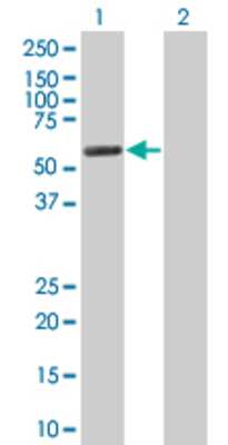 Lane 1: TRIM46 transfected lysate (54.89 KDa) Lane 2: Non-transfected lysate.