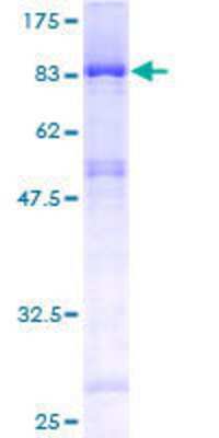 Recombinant Human EDC3 Protein [H00080153-P01] - 12.5% SDS-PAGE Stained with Coomassie Blue.