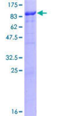 Other Recombinant Human RUBCNL GST (N-Term) Protein