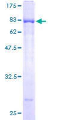 Other Recombinant Human ELL3 GST (N-Term) Protein