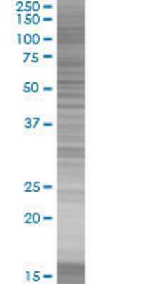 ELL3 transfected lysate.