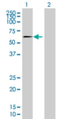 Lane 1: ELL3 transfected lysate (43.78 KDa) Lane 2: Non-transfected lysate.