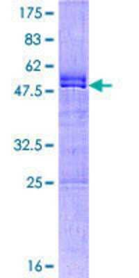 Other Recombinant Human CXXC4 GST (N-Term) Protein