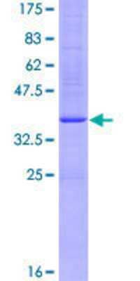 Other Recombinant Human ADAM33 GST (N-Term) Protein