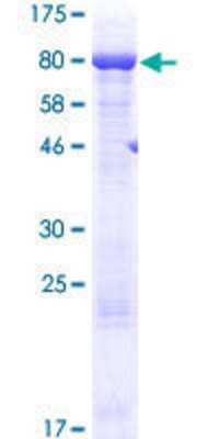 Other Recombinant Human AARSD1 GST (N-Term) Protein