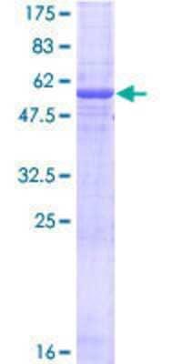 Other Recombinant Human EGFL8 GST (N-Term) Protein
