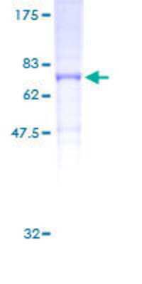 SDS-Page: Recombinant Human Kv11.2 Protein [H00081033-P01] - 12.5% SDS-PAGE Stained with Coomassie Blue.