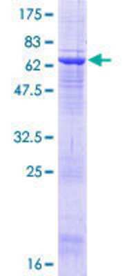 Other Recombinant Human ACTL8 GST (N-Term) Protein
