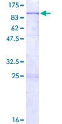 SDS-Page: Recombinant Human CLPB Protein [H00081570-P01] - 12.5% SDS-PAGE Stained with Coomassie Blue.