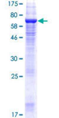Other Recombinant Human TMEM49 GST (N-Term) Protein