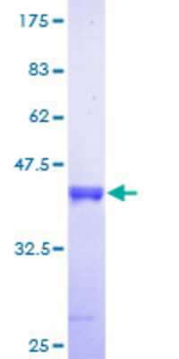 Other Recombinant Human HBLD2 GST (N-Term) Protein