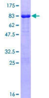 SDS-Page: Recombinant Human RNF146 Protein [H00081847-P01] - 12.5% SDS-PAGE Stained with Coomassie Blue.