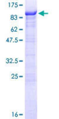 Other Recombinant Human RIOK1 GST (N-Term) Protein