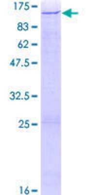 SDS-Page: Recombinant Human ZNF484 Protein [H00083744-P01] - 12.5% SDS-PAGE Stained with Coomassie Blue.