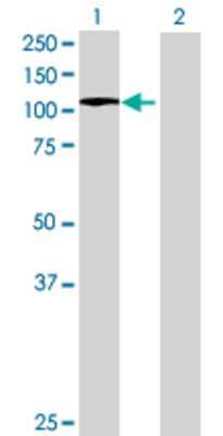 Lane 1: ZNF484 transfected lysate (93.83 KDa) Lane 2: Non-transfected lysate.