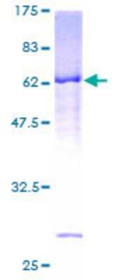 Other Recombinant Human RASSF4 GST (N-Term) Protein