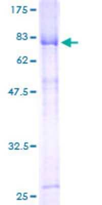 SDS-Page: Recombinant Human HORMAD1 Protein [H00084072-P01] - 12.5% SDS-PAGE Stained with Coomassie Blue.