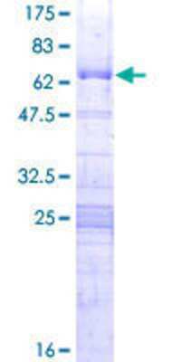 SDS-Page: Recombinant Human BXDC1 Protein [H00084154-P01] - 12.5% SDS-PAGE Stained with Coomassie Blue.